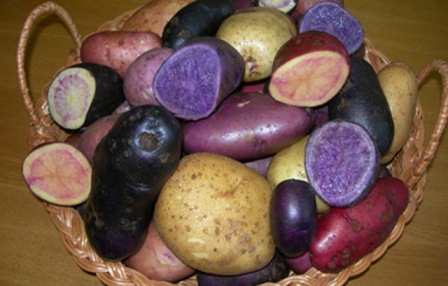 Білоруси вивели збагачену вітамінами кольорову картоплю