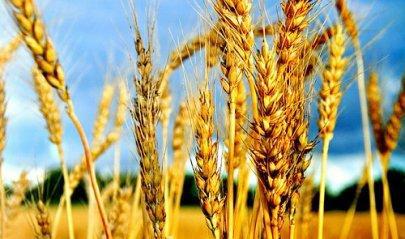АВСТРАЛІЯ: Новий сорт пшениці справив фурор на польових випробуваннях